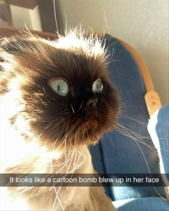 This image features a close-up shot of a flat-faced long-haired cat (likely a Himalayan breed) with its head fur standing straight up in a disheveled, spiky manner. The cat has wide, light blue eyes that amplify its startled, shocked appearance. At the bottom of the image, a white text overlay on a black bar reads: 'It looks like a cartoon bomb blew up in her face'. The visual joke here is the cat's messy fur perfectly mirroring the classic cartoon trope where a character's hair stands on end immediately after an explosion, making the caption a humorous, on-point match to the cat's natural (but exaggerated-looking) state. The cat is positioned on a blue fabric chair with a wooden frame, and sunlight hits its head, highlighting the spiky fur.