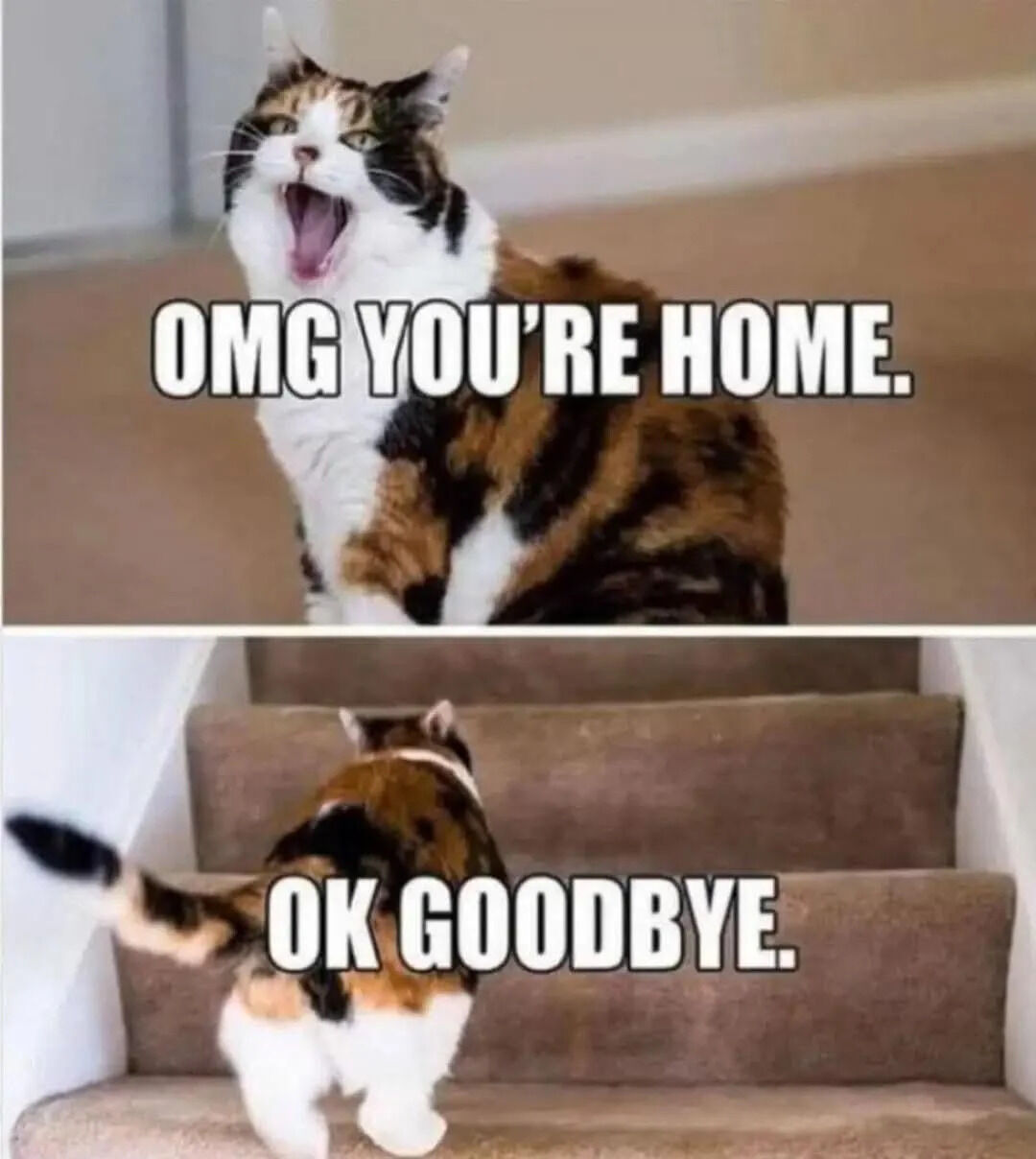 A two-panel meme featuring a calico cat with contrasting reactions. The top panel shows the cat sitting on a carpeted floor with its mouth wide open in an excited yell, accompanied by the text 'OMG YOU'RE HOME.' The bottom panel shows the same cat walking up carpeted stairs with its back turned, with the text 'OK GOODBYE.' The meme humorously depicts the common cat behavior of showing intense excitement upon their owner's arrival, followed by sudden indifference.