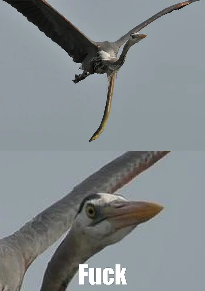 This is a two-panel meme. The upper panel depicts a wild grey heron in mid-flight against a plain overcast grey sky, with a long, slender eel protruding vertically out of the heron's chest/neck area, having burrowed out of the heron's digestive tract after being caught and eaten. The lower panel is a zoomed-in close-up of the heron's face, which has a wide-eyed, alarmed, shocked expression, with the bold white English expletive text 'Fuck' overlaid at the bottom of the panel to represent the heron's frustrated, surprised reaction to the unusual situation.
