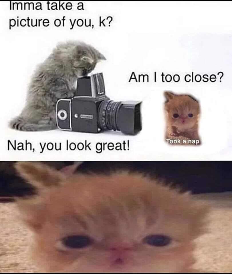This two-panel meme depicts a humorous interaction between two kittens. In the top panel, a fluffy grey kitten stands behind a large vintage camera and says 'Imma take a picture of you, k?'. A small drowsy orange kitten asks 'Am I too close?' with text under it noting it 'Took a nap'. The grey kitten reassures it 'Nah, you look great!'. The bottom panel shows the resulting photo: an extremely blurry, over-close shot of the orange kitten's face, delivering the punchline that the photographer's reassurance was incorrect, playing on relatable experiences of bad amateur photography and cute, sleepy cat behavior.