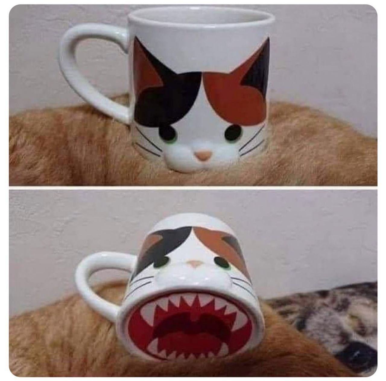 A two-panel image showing a white mug with a cute calico cat face design (black, white, and orange fur with green eyes) that transforms into a menacing shark with sharp white teeth and red interior when viewed from below, creating a humorous optical illusion through perspective. The top panel shows the mug upright with a friendly cat expression, while the bottom panel shows the same mug flipped upside down, revealing the shark mouth design that was hidden in the original orientation.