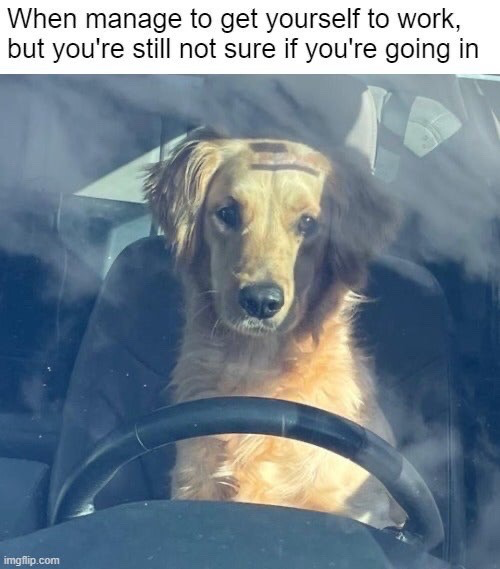 The meme features a line of text at the top that reads "When manage to get yourself to work, but you're still not sure if you're going in". Below the text is a photograph shot through a car windshield: a golden retriever is sitting in the driver's seat behind the steering wheel, and streaks from the windshield wiper align perfectly above the dog's forehead to look like furrowed, stressed, confused eyebrows. The dog's dazed, unsure expression matches the relatable feeling of forcing yourself to commute to work while still feeling mentally checked out and uncertain that you want to enter the workplace.