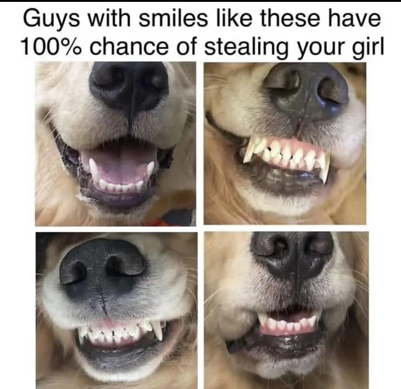 A meme consisting of a 2x2 grid of four close-up photographs of dogs (likely golden retrievers) displaying wide, toothy 'smiles'. The top text reads, 'Guys with smiles like these have 100% chance of stealing your girl', using playful anthropomorphism to frame the dogs' friendly, open-mouthed expressions as charmingly irresistible, characteristic of wholesome animal humor. Each dog's mouth is centered, showing their teeth and tongues, emphasizing their 'smiling' demeanor.
