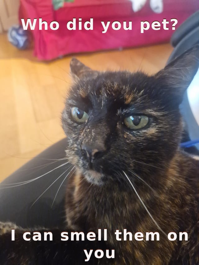 A close-up photograph of a tortoiseshell cat with striking green eyes, positioned in a domestic setting with a wooden floor and a red piece of furniture visible in the background. The cat exhibits a suspicious and accusatory expression, staring directly at the camera with intense focus. Overlaid white text at the top of the image reads 'Who did you pet?' and additional text at the bottom states 'I can smell them on you,' anthropomorphizing the cat to imply it is confronting its owner for interacting with another animal.
