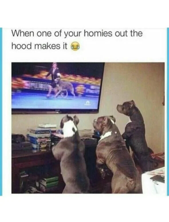 The image depicts three dogs standing on their hind legs, intently watching a television screen. The TV displays a dog show where a handler is guiding a dog in a competition ring, likely at a prestigious event. Above the scene, a text overlay reads 'When one of your homies out the hood makes it 😭', humorously anthropomorphizing the dogs as a group of friends celebrating one of their own who has achieved success. The dogs' focused and excited postures, combined with the relatable text, create a wholesome and heartwarming narrative about friendship and shared joy in others' accomplishments.