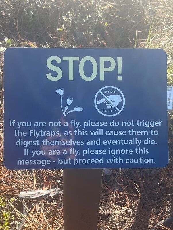This image is a photograph of a dark blue outdoor warning sign posted in a natural area with dry pine needles and low vegetation visible in the background. The sign opens with large light-colored 'STOP!' text, alongside a line illustration of Venus flytraps and a circular 'DO NOT TOUCH!!' symbol showing a crossed-out pointing hand. The body text on the sign first instructs human visitors that if they are not a fly, they should not trigger the Venus flytraps, as this causes the plants to digest themselves and eventually die. It then adds a lighthearted, silly joke line stating that if the reader is a fly, they should ignore the warning but proceed with caution, playing on the carnivorous nature of the plants for humorous effect.