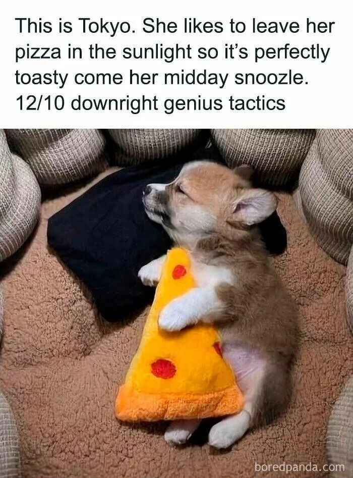 The meme features text overlaid on top of a photograph of a napping young corgi puppy. The top text reads: 'This is Tokyo. She likes to leave her pizza in the sunlight so it's perfectly toasty come her midday snoozle. 12/10 downright genius tactics'. The photo below shows the puppy named Tokyo lying on its back on a soft brown textured couch, resting its head on a small black pillow, and hugging a plush toy shaped like a slice of pepperoni pizza as it sleeps. The wholesome, lighthearted joke personifies the puppy, framing the plush toy as a real pizza the puppy intentionally warmed in the sun ahead of its nap, and uses an exaggeratedly high 12/10 score (surpassing the standard 10/10 maximum rating) to highlight how endearing and clever the bit is.