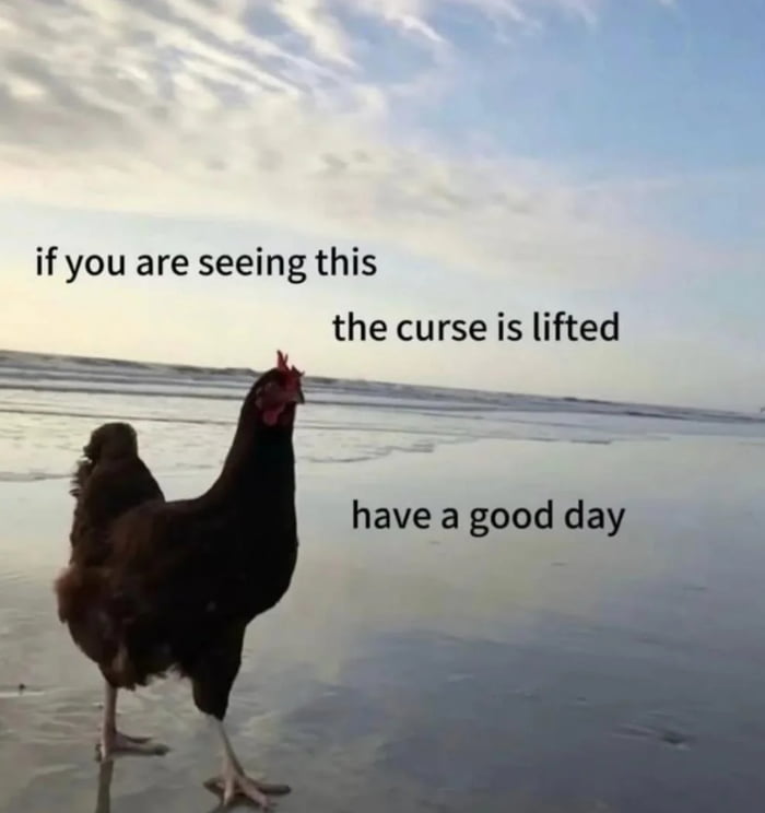 A photograph of a brown chicken standing on wet sand at a beach, with ocean waves and a partly cloudy sky in the background. Overlaid black text reads: 'if you are seeing this the curse is lifted have a good day', conveying a positive and uplifting message. The chicken appears alert, standing upright with its head turned slightly to the right.