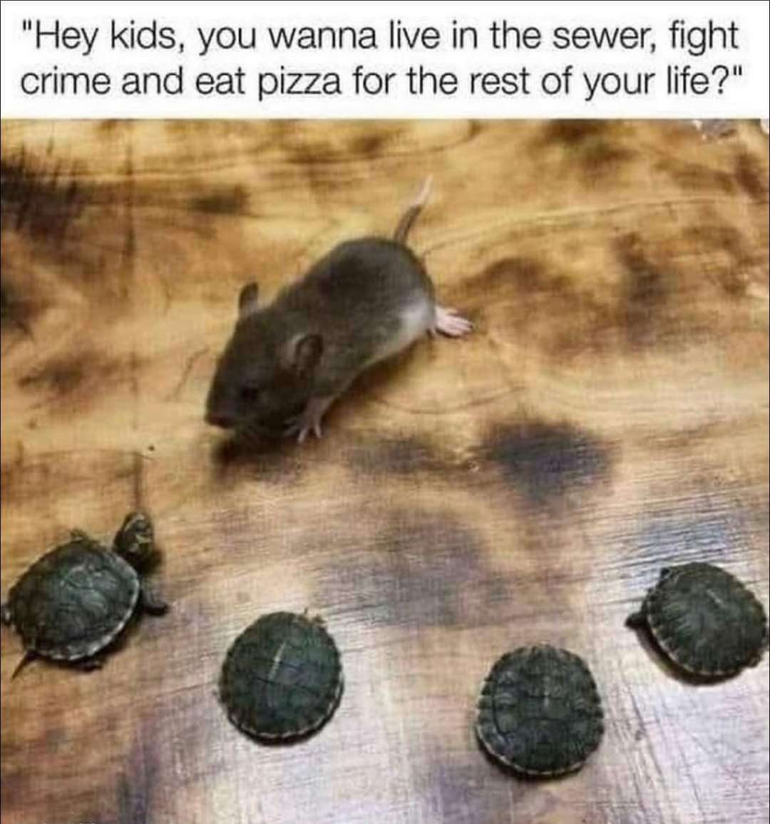 The meme features a photograph of a small gray rat positioned facing four baby turtles on a worn, stained wooden surface. Above the photo, text is written as a line of dialogue spoken by the rat, asking the four 'kids' (the turtles) if they want to live in the sewer, fight crime, and eat pizza for the rest of their lives. This is a direct, humorous reference to the origin story of the Teenage Mutant Ninja Turtles franchise, where the rat character Splinter raises four mutant turtles who live in the sewers of New York, fight crime, and count pizza as their favorite food. The joke plays on presenting the canonical, fantastical TMNT origin as a casual, random offer made by an ordinary rat to ordinary baby turtles.
