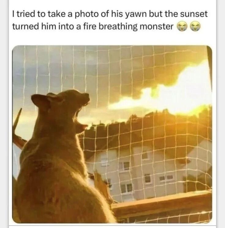 This is a funny accidental animal photo shared as a social media post. A dog is sitting on a balcony with its mouth wide open yawning, facing a sunset over residential houses. The bright golden sunset lines up perfectly behind the dog's open mouth, creating an optical illusion that makes it look like the dog is breathing fire like a mythical monster. The post caption explains the funny coincidence: the owner was just trying to photograph the dog yawning, but the sunset accidentally created this effect.