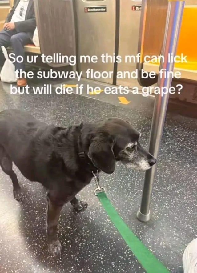 A photograph of a black dog standing on a subway floor, wearing a collar with a green leash. The dog appears to be looking to the side, with a subway pole and a seated passenger in the background. Overlaid white text humorously contrasts the irony of dogs being able to lick unsanitary subway floors without apparent harm while being toxic to grapes, posing the question: 'So ur telling me this mf can lick the subway floor and be fine but will die if he eats a grape?'