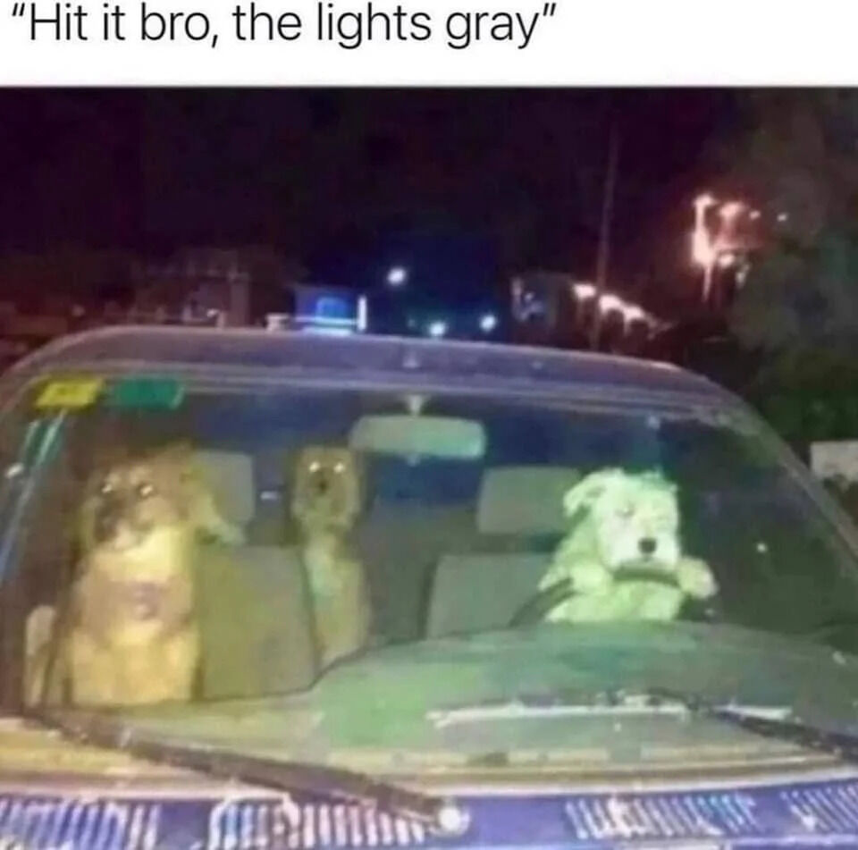 A nighttime photograph of a car with three dogs inside: one dog in the driver's seat gripping the steering wheel, another in the front passenger seat, and a third in the back seat. Above the image is the text 'Hit it bro, the lights gray,' a playful twist on 'the light's green' (referencing traffic lights), substituting 'gray' for humor. The background shows blurred streetlights and buildings, indicating an urban night setting. The dogs appear to be real animals, creating a wholesome and funny scene of dogs pretending to drive.