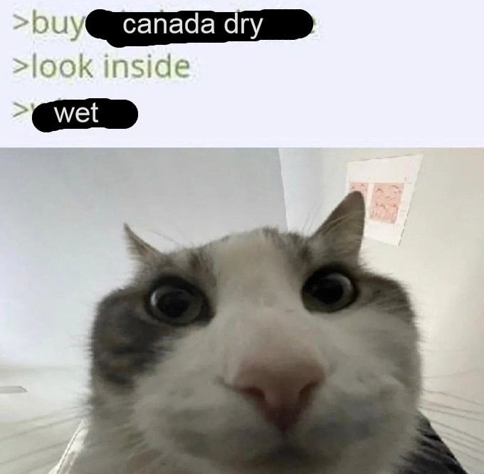 This meme is split into two parts. The top section displays 4chan-style greentext lines with partial text redacted: the first line reads '>buy canada dry', the second line is '>look inside', and the third line ends with '>wet'. The bottom section is an extreme close-up shot of a grey and white domestic cat with wide, bulging, shocked eyes staring directly at the camera. The joke relies on ironic wordplay: the beverage product is named Canada Dry, so the text implies the user is shocked to find the drink inside is wet, which is the expected state of a beverage, creating absurd, humorous contrast.