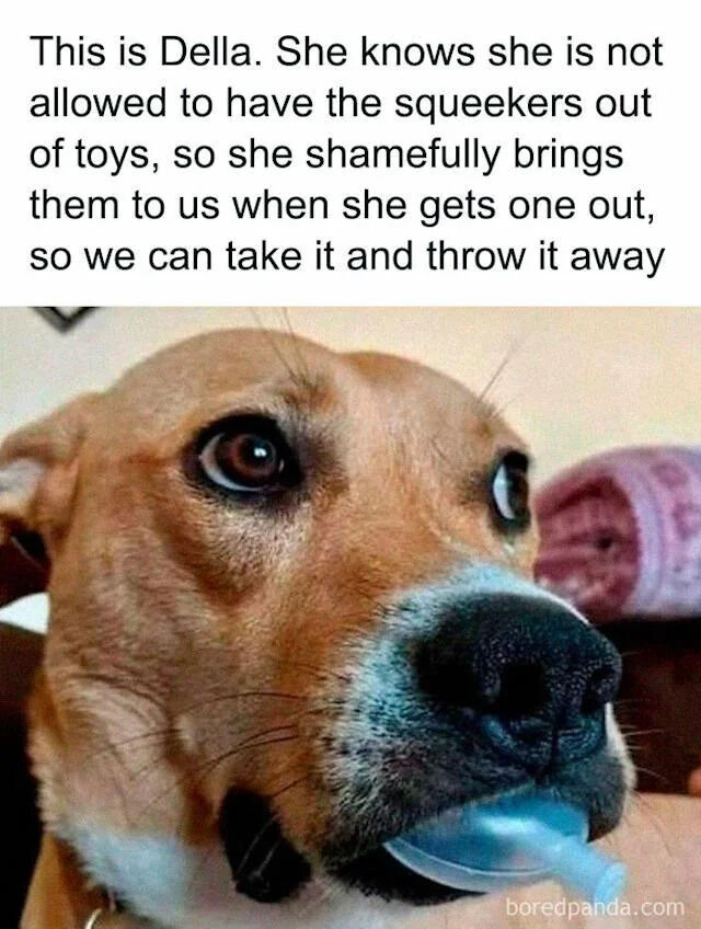 The meme features a two-part layout with explanatory text above a photograph. The top text introduces Della, a dog who, knowing she is not allowed to remove squeakers from toys, shamefully brings the extracted squeakers to her owners for disposal. Below the text is a close-up image of Della, a brown dog with a black nose and large, expressive eyes, holding a small blue squeaker in her mouth. Her guilty and remorseful expression aligns with the narrative of her 'shameful' behavior of returning the forbidden item.