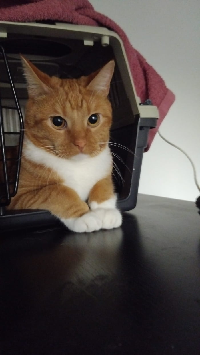 A close-up photograph of an orange and white cat with white paws and a white chest, resting inside an open pet carrier. The cat has large, round eyes and perked ears, appearing calm and alert. Its front paws are extended out of the carrier, resting on a smooth black table surface. A maroon towel is draped over the top of the carrier, and a white power cord is visible in the background against a plain white wall.