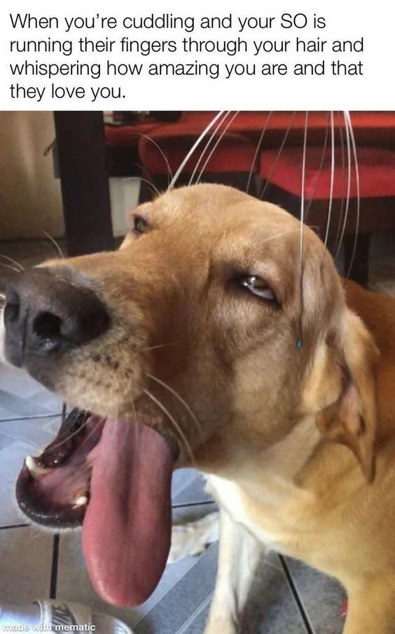This meme pairs a warm, relatable text scenario with a photo of a real dog in a state of pure contentment. The top text reads: *When you’re cuddling and your SO is running their fingers through your hair and whispering how amazing you are and that they love you.* The dog's expression—tongue out, head tilted back, looking completely relaxed—visually embodies the comfort and joy of being in a tender, loving moment with a partner, making the meme feel wholesome and highly relatable to anyone who has experienced such affection.