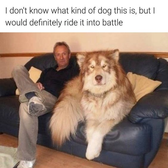 This meme features a photograph of an extremely large, fluffy dog (likely an Alaskan Malamute or similar giant breed) sitting comfortably on a dark leather couch next to a human man. Above the image, a playful caption reads: 'I don't know what kind of dog this is, but I would definitely ride it into battle.' The humor stems from the dog's imposing size, which makes the absurd idea of riding it into battle seem surprisingly plausible in a lighthearted, wholesome way. The man appears neutral and relaxed, sitting casually beside the massive animal, which emphasizes just how big the dog is compared to an average human.
