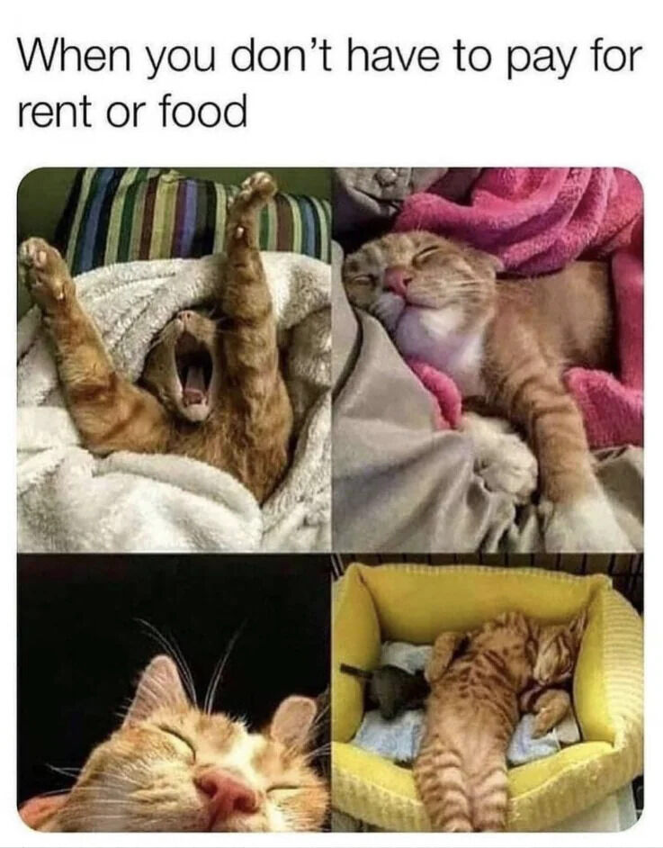 A wholesome meme consisting of a top text caption and a 2x2 grid of four photographs featuring orange cats in various relaxed and sleepy states. The top text reads 'When you don't have to pay for rent or food,' using anthropomorphism to humorously compare the cats' carefree demeanor to humans free from financial responsibilities. The first panel shows a cat lying on its back with paws raised and mouth open in a yawn; the second features a cat sleeping on a pink blanket with eyes closed; the third is a close-up of a cat's peaceful sleeping face; and the fourth depicts a cat curled comfortably in a yellow bed. The images collectively convey a sense of relaxation and contentment, enhanced by the relatable caption about freedom from bills.