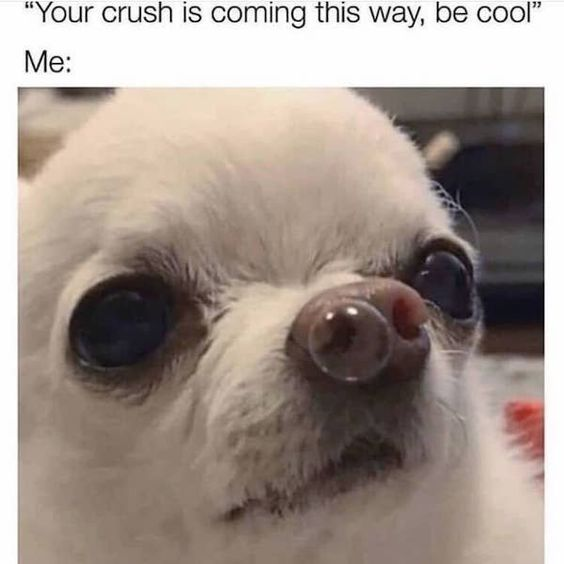 This is a relatable comedy meme that captures the awkward panic people feel when their crush walks towards them. The top text sets up the scenario: "Your crush is coming this way, be cool", then labels the following image as "Me:". The image shows a close-up of a small white dog with wide, nervous staring eyes, and a clear bubble stuck to its nose that looks exactly like an extra misplaced nose, perfectly conveying the stiff, awkward, panicky feeling of trying too hard to act cool when you see your crush.