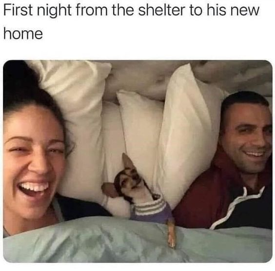 This is a wholesome, heartwarming meme featuring a real-life photo of a smiling couple lying in bed, with a small Chihuahua dog (wearing a striped sweater) nestled comfortably between their pillows. The text at the top of the image reads "First night from the shelter to his new home", highlighting that this is the rescue dog's first night in his loving new home. The scene emphasizes the immediate comfort and sense of belonging the dog feels, as well as the joy of the couple welcoming him into their family. There is no wordplay or visual joke here—just a genuine, feel-good moment that resonates with pet lovers and anyone who supports animal rescue.