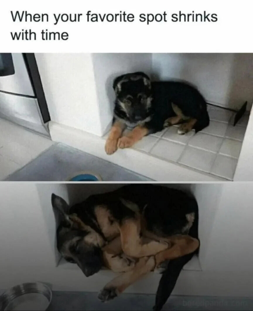 A two-panel wholesome meme featuring a German Shepherd dog at different life stages. The top panel shows a young puppy lying comfortably in a small kitchen corner (white tiled floor, adjacent to an oven), appearing calm and content. The bottom panel shows the same dog as an adult, now significantly larger, squeezed into the exact same corner with its body folded to fit, looking resigned but still determined to occupy its favorite spot. Above both panels is the text: 'When your favorite spot shrinks with time,' humorously personifying the dog's perspective that the spot has 'shrunk' as it grew.