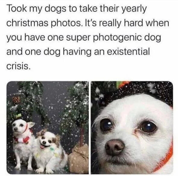 The image consists of a top text block followed by two photographs. The text reads: 'Took my dogs to take their yearly christmas photos. It's really hard when you have one super photogenic dog and one dog having an existential crisis.' Below the text, the left photograph shows two small dogs in front of a decorated Christmas tree with a snow effect overlay; the left dog wears a red bow and sits calmly, appearing photogenic, while the smaller right dog wears a green bow and smiles. The right photograph is a close-up of the smaller dog, now wearing a black hat with white snow-like dots, displaying wide, sad eyes that humorously convey an 'existential crisis' as described in the text.