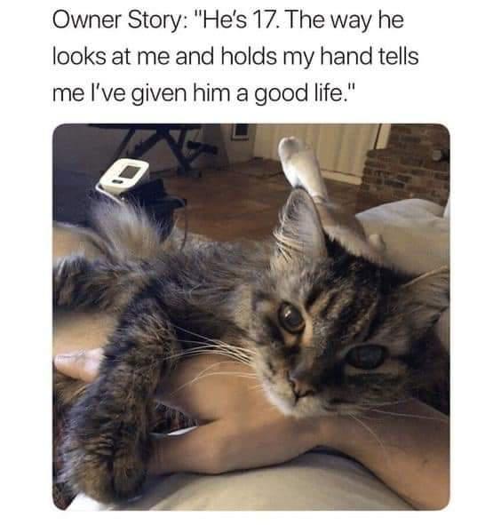 This is a heartwarming wholesome image featuring a 17-year-old senior tabby cat lying against its owner, holding the owner's hand with its paw while looking gently toward the camera. The text at the top shares the owner's personal story, saying that the cat's affectionate behavior makes her feel she has given the cat a good long life. There is also an accidental optical illusion: a person's socked foot visible behind the cat looks like an extra tail on the cat at first glance.