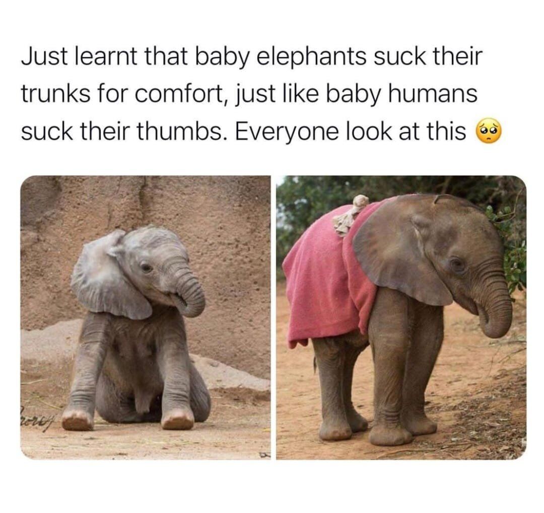 This is a wholesome social media post sharing an adorable fact about baby elephants. The opening text explains that baby elephants suck their trunks for comfort, just like human babies suck their thumbs, and invites viewers to look at the cute examples shown. Two photos of baby elephants are included: the left shows a baby elephant sitting down with its trunk in its mouth, while the right shows a standing baby elephant wrapped in a pink blanket also holding its trunk curled near its mouth, demonstrating the described behavior. A cute pleading emoji is added at the end of the text to emphasize how adorable the content is.
