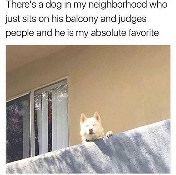 A wholesome meme featuring a photograph of a white dog sitting on a balcony ledge. The dog is positioned with its front paws resting on the edge of the balcony, leaning slightly forward as if observing people below. Above the image, there is a caption that reads: 'There's a dog in my neighborhood who just sits on his balcony and judges people and he is my absolute favorite.' The dog's relaxed posture and the playful anthropomorphism of 'judging' create a humorous and endearing tone, highlighting a cute neighborhood observation.