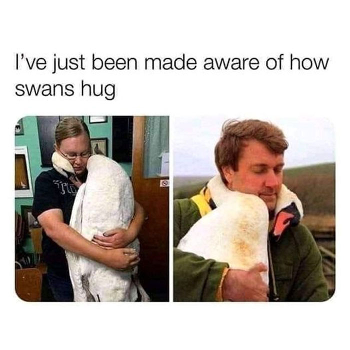 This is a two-panel compilation meme featuring a top text caption that reads 'I've just been made aware of how swans hug'. The left panel displays a person with short blonde hair and eyeglasses, dressed in a black t-shirt, embracing a large white swan; the swan has curled its neck around the person's neck, creating the visual of an affectionate hug. The right panel shows a man with brown hair in a green jacket, holding a white swan that similarly wraps its neck around his neck, appearing to hug him. The meme highlights the unexpected, endearing way swans interact with humans, framing their neck-wrapping behavior as a gentle, warm hug. The content is wholesome, focusing on the sweet, surprising bond between humans and these large birds, evoking a feeling of warmth and charm without any wordplay or puns—just the simple, delightful visual of the swans' unique gesture.