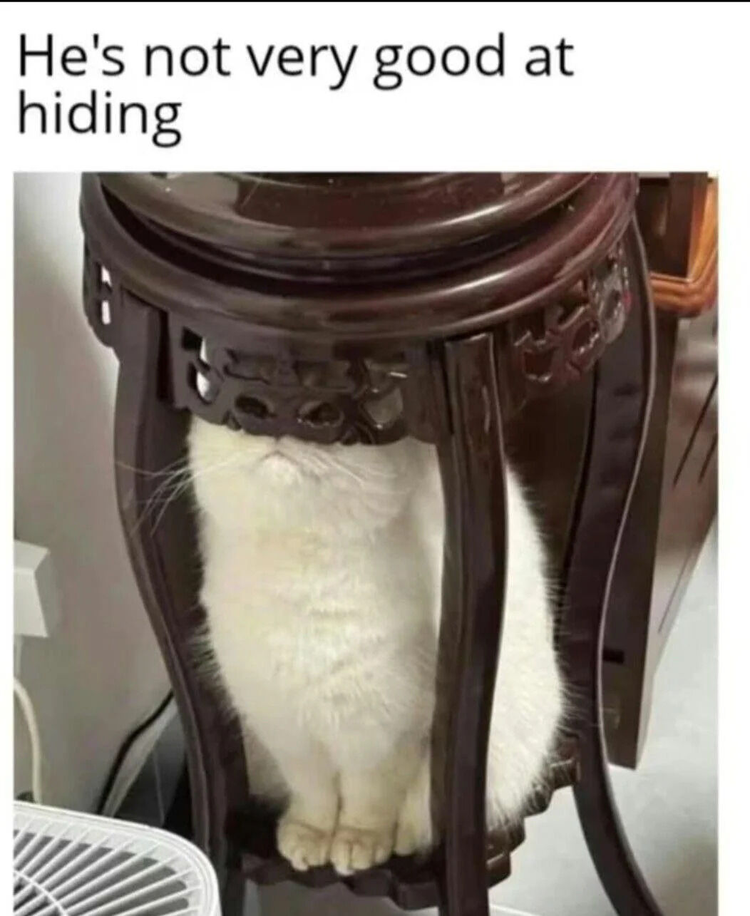 A humorous image featuring a white cat attempting to hide under a dark, intricately carved wooden table. The cat's head, front paws, and most of its body are clearly visible, making its hiding attempt ineffective. Above the image, the text 'He's not very good at hiding' is displayed, playfully mocking the cat's poor hiding skills. The scene is set in an indoor environment with a fan visible in the lower left corner, adding to the casual, homey setting.