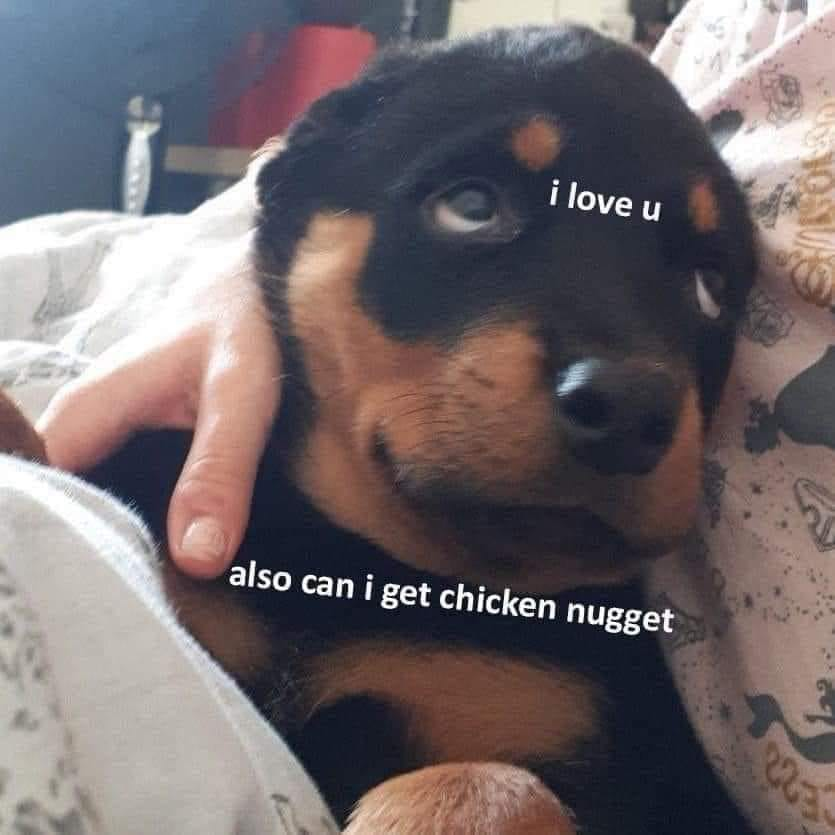 This image is a wholesome, humorous meme featuring a small, sleepy Rottweiler puppy being held gently in a person's hand, resting against a patterned blanket. The puppy has soft, half-open eyes, giving it a vulnerable, endearing look. Overlaid white text creates a playful dialogue from the puppy's perspective: first, the affectionate line 'i love u' near its eyes, followed by a sudden, silly request 'also can i get chicken nugget' below its chest. The humor comes from the unexpected shift between warm sentiment and a specific, relatable fast food craving, capturing the charming, uncomplicated nature of pets (or people who mix affection with snack desires). The cozy setting and cute puppy make the meme feel warm and lighthearted, while the funny text adds a playful twist.