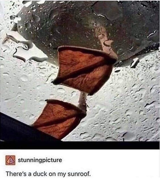 This meme features a clever optical illusion captured on a wet car sunroof. The arrangement of water droplets and the sunroof's surface creates the distinct visual impression of a duck's head and wings, making it look like a duck is sitting on the roof. The caption below the image reads, "There's a duck on my sunroof," playing into the visual trick. The joke relies on the viewer's initial assumption that a real duck is present, only to realize it's just a natural pattern formed by water on glass. It's a lighthearted, wholesome visual pun that encourages a double-take from the audience.