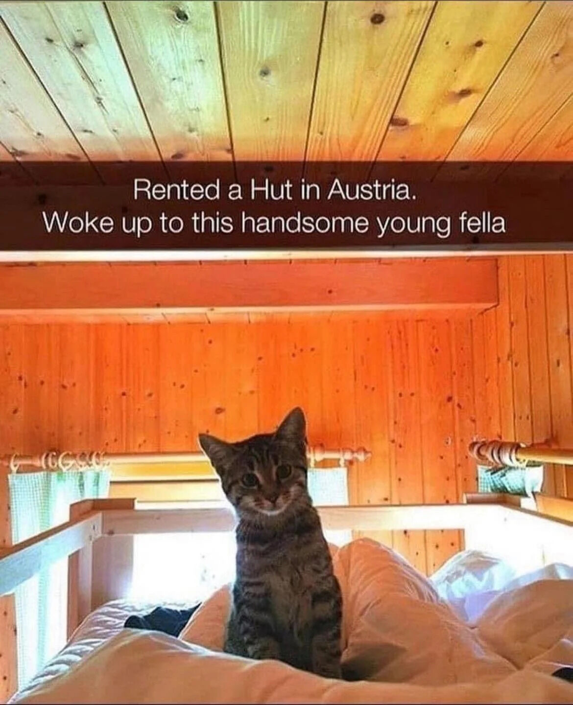 This image captures a warm, wholesome moment: a traveler rented a cozy wooden hut in Austria, and woke up to find a cute tabby cat sitting upright on their bed, looking directly at the camera with a soft, curious expression. The overlaid text reads 'Rented a Hut in Austria. Woke up to this handsome young fella', framing the unexpected feline visitor as a delightful, charming surprise. The warm-toned wooden interior of the hut enhances the inviting, cozy atmosphere of the scene, making it a heartwarming, funny shareable moment about unexpected animal encounters during travel.