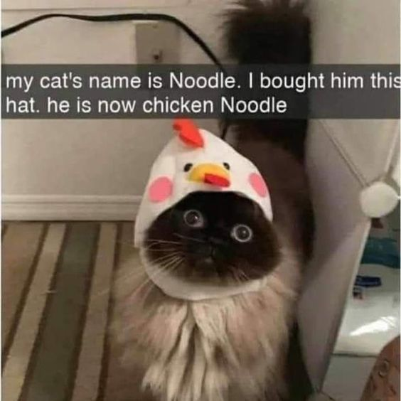 This meme features a long-haired real cat named Noodle, who is wearing a silly white chicken hat with a red comb, pink cheek circles, and a yellow beak. The text overlay plays on a simple, wholesome pun: since the cat's name is Noodle, putting a chicken hat on him turns him into "chicken Noodle" (a playful reference to chicken noodle soup). The cat's wide, surprised eyes add to the endearing and funny nature of the image, making it a classic wholesome pet meme.