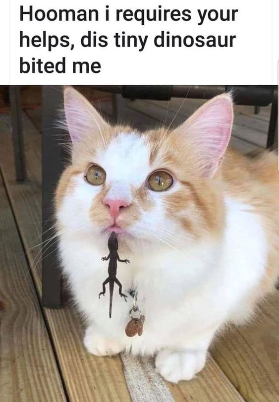 This is a funny wholesome animal meme showing a real orange and white domestic cat sitting on a wooden outdoor deck, looking at the camera with a wide-eyed innocent expression. A small lizard is caught hanging from the cat's mouth, positioned to look like the lizard bit the cat's lip. The top text uses broken, babyish 'cat pidgin' English to give the cat's dialogue: it asks its human for help, claiming that a 'tiny dinosaur' bit it. The joke comes from two parts: the framing of the cat as the innocent victim when it actually caught the lizard, and the humorous fact that lizards are modern descendants of dinosaurs, so calling a small lizard a 'tiny dinosaur' makes perfect sense in the cat's mind.