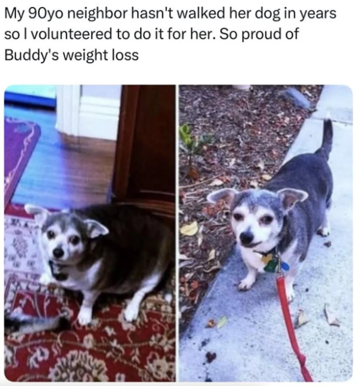 A two-panel meme featuring a before-and-after comparison of a dog named Buddy. The top text explains that the poster volunteered to walk their 90-year-old neighbor's dog, leading to Buddy's noticeable weight loss. The left panel shows Buddy indoors on a red patterned rug, appearing chubby. The right panel shows Buddy outdoors on a sidewalk with a red leash, looking slimmer and healthier. The meme conveys a wholesome and heartwarming story of kindness towards a neighbor and care for an animal.