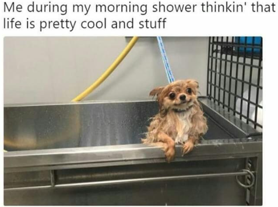 This is an image macro meme. The top text reads 'Me during my morning shower thinkin' that life is pretty cool and stuff'. Below the text is a photograph of a small wet brown dog, likely a Chihuahua mix, with a content, smiling expression, leaning over the edge of a stainless steel bathing tub with its front paws resting on the tub rim, matching the positive, laid-back sentiment described in the text.