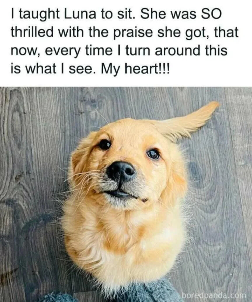 The image consists of two parts: a top text section and a photograph below. The text reads: 'I taught Luna to sit. She was SO thrilled with the praise she got, that now, every time I turn around this is what I see. My heart!!!' Below the text is a photograph of a small golden retriever puppy lying on a wooden floor, looking up at the camera with large, expressive eyes and a slightly tilted head, appearing eager and happy. The puppy has a fluffy golden coat, a black nose, and its tail is gently curved upwards, suggesting a friendly and excited demeanor.