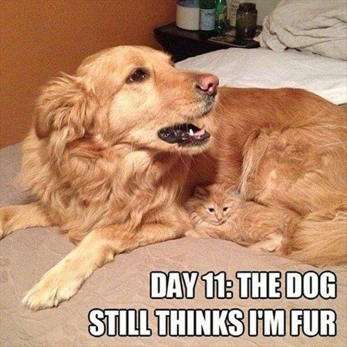 A heartwarming image of a golden retriever dog lying on a bed with a small orange kitten cuddled comfortably next to its belly. The dog appears calm and relaxed, looking to the side with its mouth slightly open, while the kitten is curled up, looking directly at the camera. At the bottom of the image, bold white text with a black outline reads: 'DAY 11: THE DOG STILL THINKS I'M FUR', creating a playful narrative that the dog hasn't realized the kitten is a separate animal, mistaking it for part of its own fur.