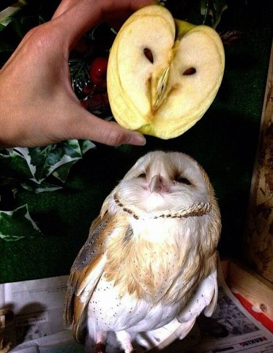 The image features a human hand holding a vertically halved apple, where the seed cavity naturally forms a heart shape due to the arrangement of seeds. Directly below the apple, a barn owl is positioned, appearing calm and content with its eyes partially closed, creating an almost smiling expression. The background includes green foliage and a wooden structure, contributing to a cozy, natural setting. The composition juxtaposes the heart-shaped apple (symbolizing love) with the owl's serene demeanor, evoking a warm, wholesome atmosphere.