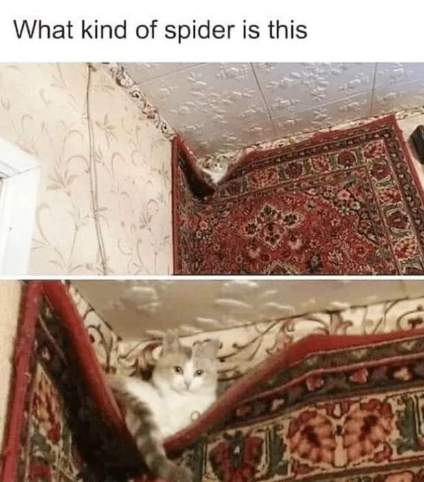 This two-panel wholesome meme opens with the text 'What kind of spider is this' at the top. The first panel shows a distant shot of a rolled edge of a decorative patterned area rug placed in the corner of a domestic room, with a small grey and white cat peeking out from the curl of the rug. From this far distance, the cat's face and front paws peeking out create an optical illusion that resembles a spider. The second panel is a close-up zoom of the same spot, revealing that the 'spider' is actually a cute cat hiding inside the rolled edge of the rug, looking calmly at the camera. The humor comes from the unexpected reveal of the cat instead of a spider, playing on the initial question and visual trick.