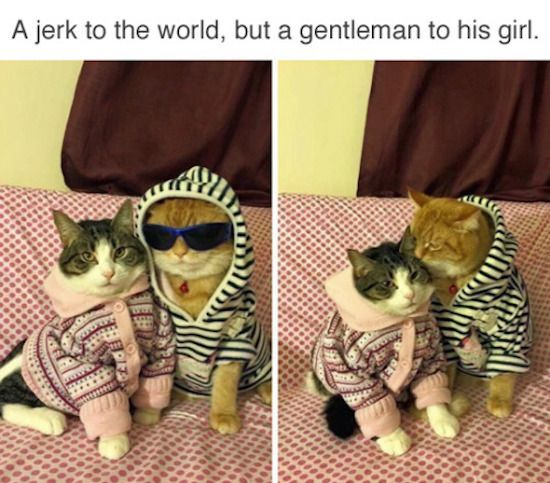 A two-panel wholesome meme featuring two cats seated on a pink polka-dot couch. The top text reads 'A jerk to the world, but a gentleman to his girl,' which contrasts the cats' behavior in the two panels. Left panel: An orange cat wears a striped hoodie and sunglasses, appearing tough and aloof ('jerk to the world'), while a gray cat in a pink sweater sits calmly beside it. Right panel: The same orange cat nuzzles the gray cat affectionately, showing a gentle, loving side ('gentleman to his girl'). The meme uses real cat photos with added clothing/props to highlight a sweet, endearing dichotomy.
