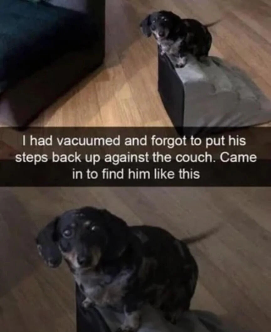 A two-panel meme featuring a small dachshund dog. The top panel shows the dog standing on a gray pillow placed on a wooden floor, looking up towards a couch. The bottom panel is a close-up of the same dog, now looking directly at the camera with wide eyes and a slightly concerned expression. Between the two panels, a text block explains the context: 'I had vacuumed and forgot to put his steps back up against the couch. Came in to find him like this.' The meme humorously captures the dog's predicament after his usual steps to climb onto the couch were removed, resulting in a cute and relatable pet moment.