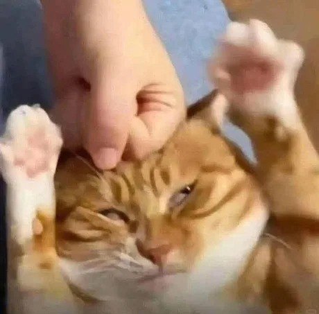This image captures a real, wholesome moment: an orange tabby cat lies on its back with both front paws raised, while a human hand gently pets its forehead. The cat has a dazed, relaxed expression with half-closed eyes, looking content and slightly sleepy from the affection. The scene is cute and amusing, highlighting the gentle bond between a pet and its owner.