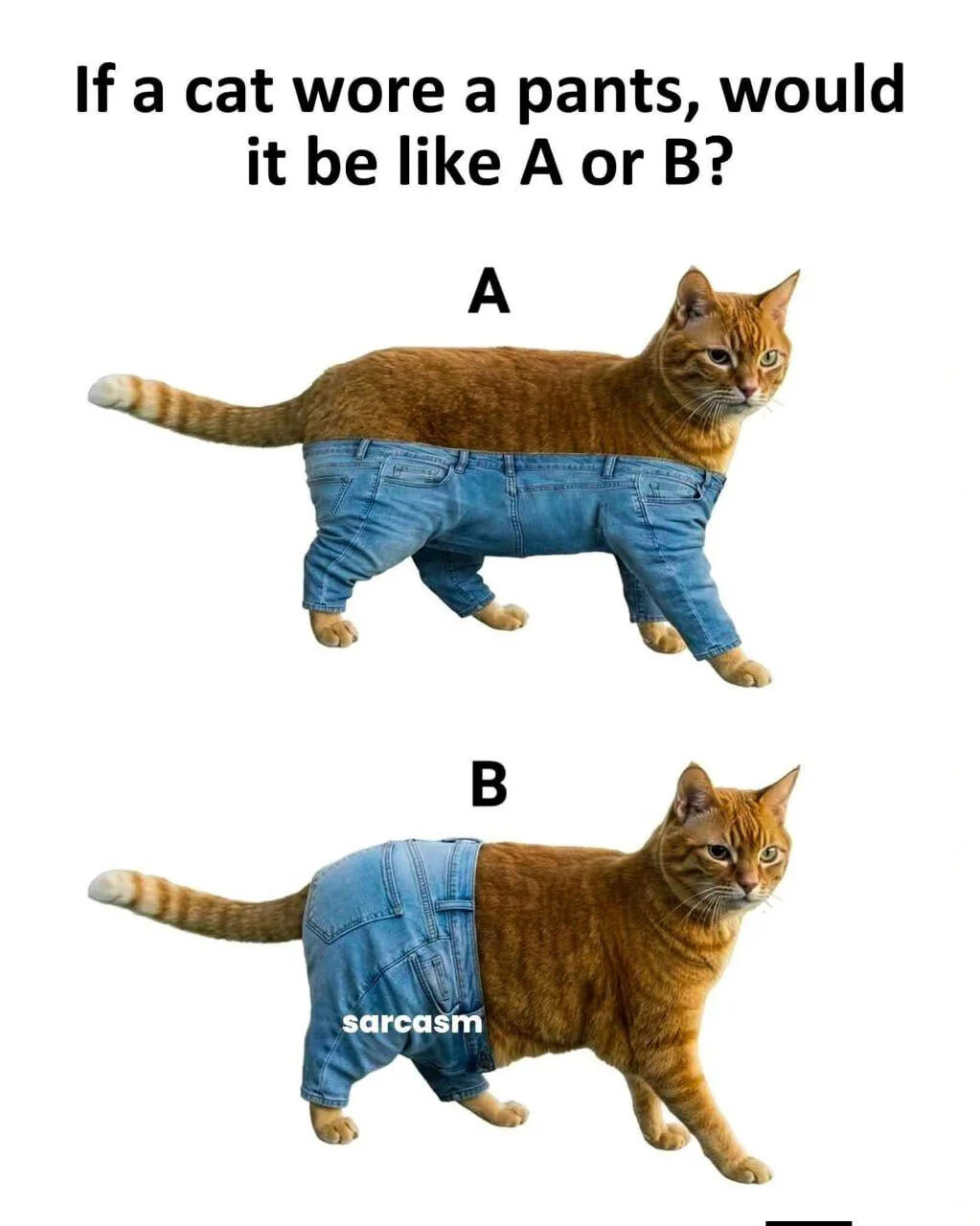 This humorous meme poses a silly hypothetical question: If a cat wore pants, would it be styled like option A or option B? Option A shows the pants covering all four of the ginger tabby cat's legs, wrapped around its entire midsection. Option B shows the pants only covering the cat's two back legs, mirroring how humans wear pants, with a 'sarcasm' watermark printed on the back of the jeans in option B. The common informal consensus surrounding this long-running joke leans toward option B being the more logically consistent interpretation of pants for a four-legged animal, as option A would more closely resemble a full-body jumpsuit rather than standard pants.