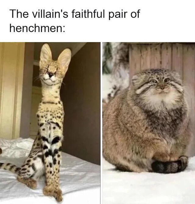 This two-panel meme makes a joke out of a funny optical illusion: two wild cats posed in ways that make them look exactly like a pair of human henchmen standing side-by-side behind a villain. The left panel features a serval cat sitting upright, with its body aligned to look like a tall, thin henchman, and its head resting naturally at the 'shoulder height' of the apparent person. The right panel has a stocky Pallas's cat (manul) sitting upright on snow, perfectly matching the appearance of a shorter, broad henchman next to the first. The text at the top labels them as 'the villain's faithful pair of henchmen', leaning into the visual joke.