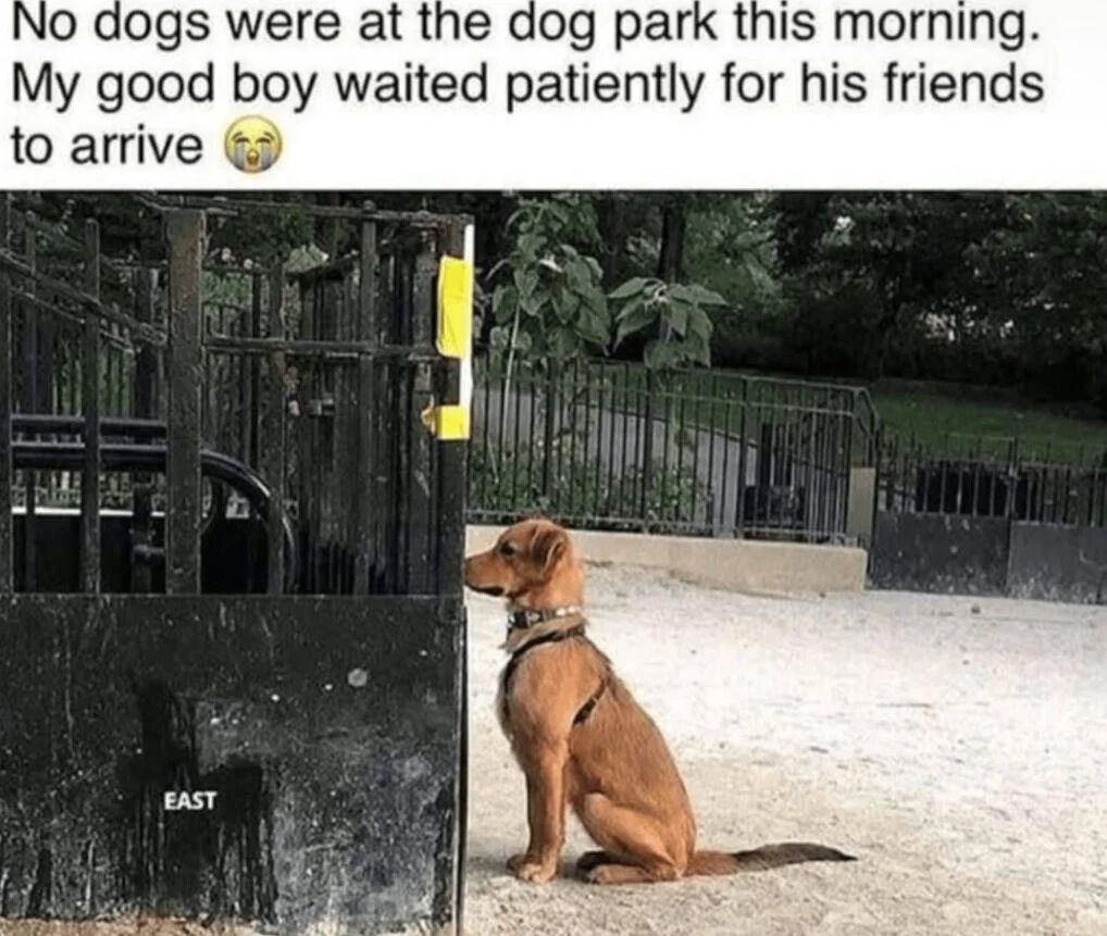 The image consists of a top text caption and a photograph. The caption reads: 'No dogs were at the dog park this morning. My good boy waited patiently for his friends to arrive 😢' with a sad face emoji. Below the text is a photograph of a brown dog with a collar and harness sitting calmly next to a black metal gate at a dog park. The dog is positioned facing the gate, appearing to look towards the entrance as if waiting for other dogs. The background features a fenced area with green grass, trees, and bushes, indicating an outdoor park setting. The overall scene evokes a mix of sadness and wholesomeness, highlighting the dog's patience and disappointment at the empty park.