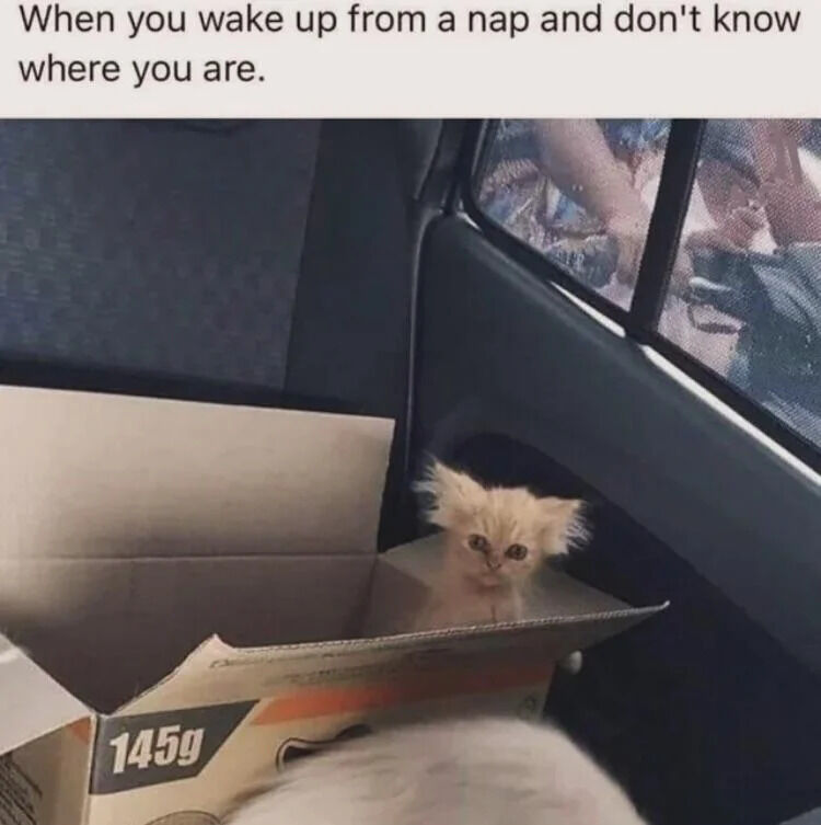 A small, fluffy orange kitten sits inside an open cardboard box placed in a car. The kitten has wide eyes and slightly perked ears, giving it a confused and disoriented expression. Above the image, there is a text caption that reads: 'When you wake up from a nap and don't know where you are.' The kitten's expression humorously mirrors the relatable feeling of grogginess and disorientation after waking up from a nap, creating a wholesome and funny meme. The cardboard box is labeled '145g' on the side, and the car's interior (dark seats and window with a view of indistinct objects outside) provides context for the setting.