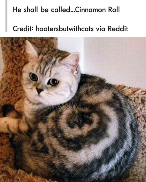 A photograph of a cat with a spiral pattern on its fur that resembles a cinnamon roll. The cat is curled up on what appears to be a cat tree or soft surface, looking directly at the camera with large, innocent eyes. Above the cat, there is text that reads 'He shall be called...Cinnamon Roll' and a credit line indicating the source as 'hootersbutwithcats via Reddit'. The cat's fur pattern creates a visual pun where its spiral shape resembles a cinnamon roll pastry.